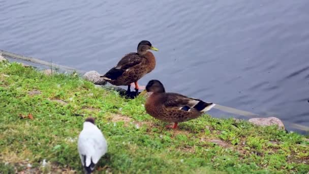靠近河边的鸭子群的特写图 鸟概念 美丽的自然背景 — 图库视频影像