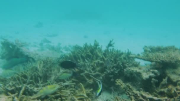 水下世界的华丽景色 马尔代夫 印度洋 死礁珊瑚和美丽的鱼在蓝色的水中 — 图库视频影像