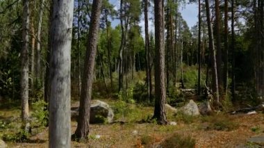 Kayalık orman Tepesi doğa manzara güzel görünümü. Uzun ağaçlar, yeşil bitkiler, sarı çim. Güzel doğa arka planlar. İsveç, Avrupa.