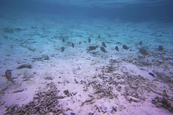 Erstaunliche Unterwasserwelt Tote Riffkorallen Und Wunderschöne Fische Blauen Wasser Des — Stockfoto