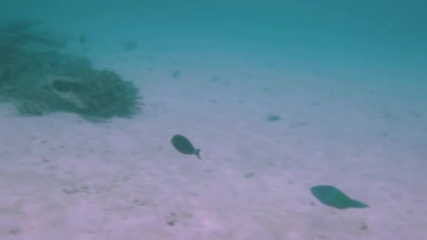 Weergave Van Schattige Visje Verstopt Onder Koraal Snorkelen Onderwaterwereld Van — Stockvideo