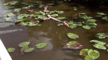 Safari tekne turu sırasında güzel manzarasına. Safari park. Tekne rides. Miami. Florida.