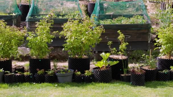 Vista Vicino Cespugli Lampone Verde Vasi Plastica Fragola Coltivata Paletta — Video Stock