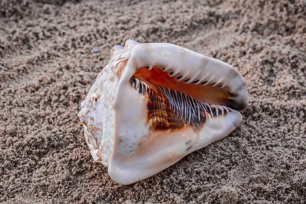 Close up view of conch shell isolated. Beautiful nature backgrounds.