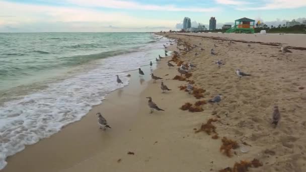 Niesamowity Piękno Oceanu Atlantyckiego Horyzont Błękitne Niebo Gulls Miami South — Wideo stockowe