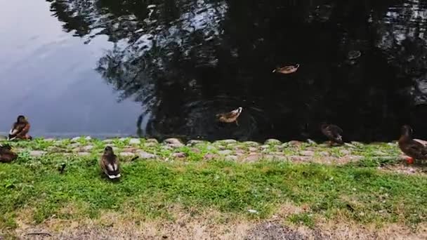 Vista Vicino Gruppo Anatre Vicino Fiume Concetto Uccelli Bellissimi Sfondi — Video Stock