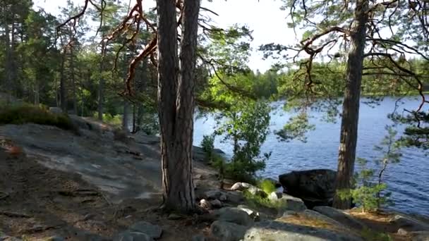 Hermosa Vista Del Bosque Costa Del Lago Hermoso Paisaje Natural — Vídeo de stock