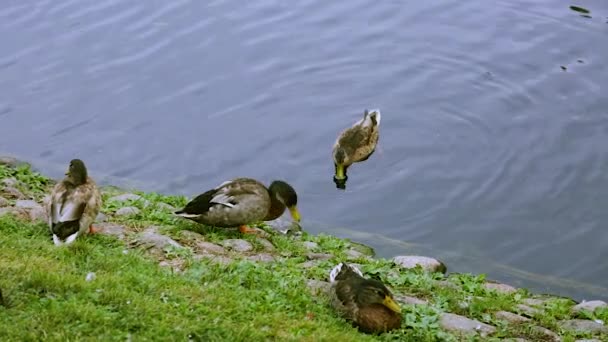 Vista Perto Grupo Patos Perto Rio Conceito Aves Bela Natureza — Vídeo de Stock