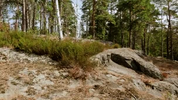 Piękny Widok Krajobraz Natura Lasu Skaliste Wzgórza Wysokie Drzewa Rośliny — Wideo stockowe