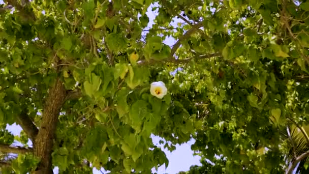 Bella Vista Vicino Del Fiore Bianco Isolato Foglie Verdi Sullo — Video Stock