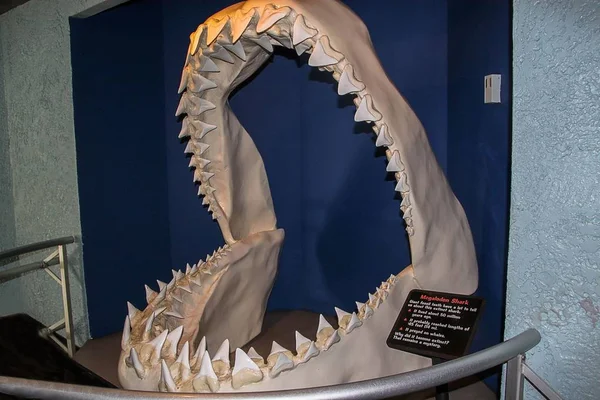 Megalodon köpekbalığı çeneleri yakın. Müzesi. Turizm. Sergi. Deniz dünyası San Diego 09.08.2012