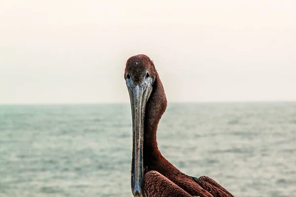 Lindo Pelícano Aislado Sentado Mirando Agua Hermosa Naturaleza Fondos — Foto de Stock