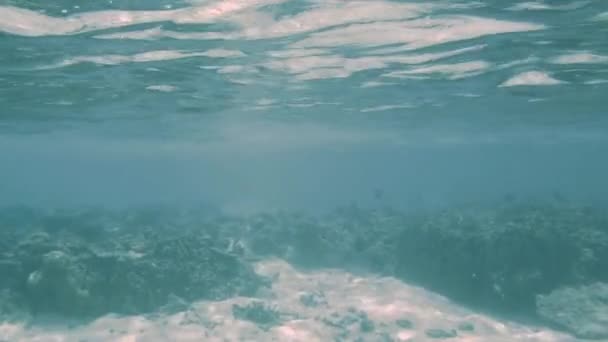 Linda Vista Subaquática Recifes Coral Vermelho Peixes Diferentes Água Azul — Vídeo de Stock