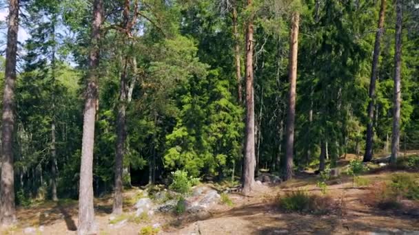 Prachtig Uitzicht Natuurlandschap Van Rocky Forest Hill Hoge Bomen Groene — Stockvideo