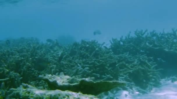 Underwater View Dead Coral Reefs Beautiful Fishes Snorkeling Maldives Indian — Stock Video