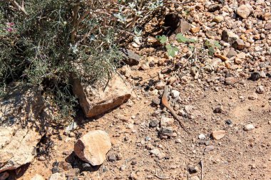 Kayalık yolda kertenkele güzel görünümü. Güzel doğa arka planlar.