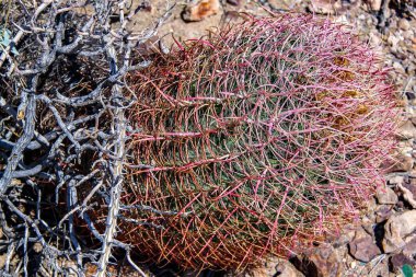 Taş kum çevrili muhteşem görünümü kaktüs bitkisi. Güzel doğa manzara arka planları Büyük Kanyon, Arizona üzerinde