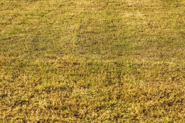 Vista Perto Campo Grama Jovem Dia Ensolarado Primavera Bela Natureza — Fotografia de Stock