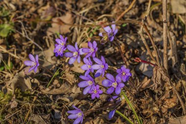 Yakından görünümü muhteşem ilk bahar çiğdem çiçekleri . Güzel doğa arka plan.