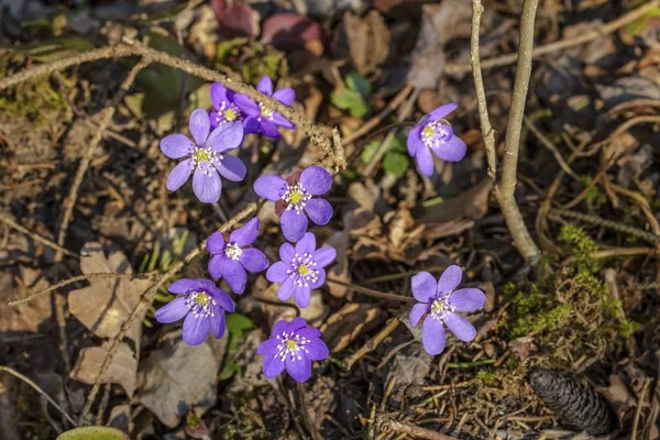 Närbild Visa Underbara Första Våren Crocus Blommor Vacker Natur Bakgrund — Stockfoto