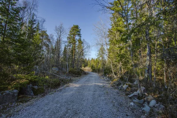 Fantastisk Utsikt Över Vår Skog Med Gröna Träd Blå Himmel — Stockfoto