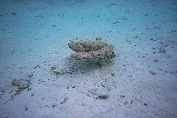 Nádherný Pohled Podvodní Svět Šnorchlování Maledivy Indický Oceán Mrtvé Korálové — Stock fotografie