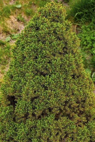 隔离的Thuja绿树的特写视图 美丽的背景Och纹理 绿色自然背景 — 图库照片
