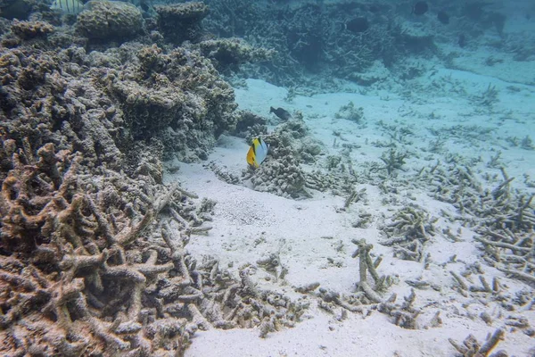Muhteşem sualtı dünya görüşü. Snorkeling.Maldives, Hint Okyanusu. Ölü resif mercan ve mavi su güzel balıklar.
