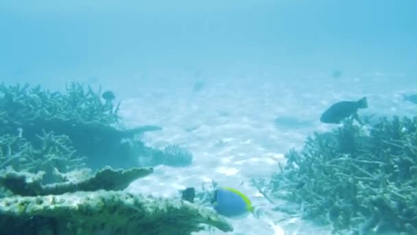 Vista Subaquática Recifes Coral Mortos Belos Peixes Snorkel Maldivas Oceano — Vídeo de Stock