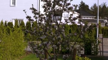 Özel bahçenin ön bahçesinde güzel bir görünüm... Arka planda muhteşem pembe ve beyaz çiçek açan elma ağacı. Güzel doğa arka planlar.