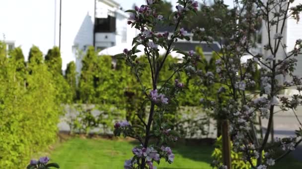 Όμορφη Θέα Στην Μπροστινή Αυλή Του Ιδιωτικού Κήπου Πανέμορφο Ροζ — Αρχείο Βίντεο