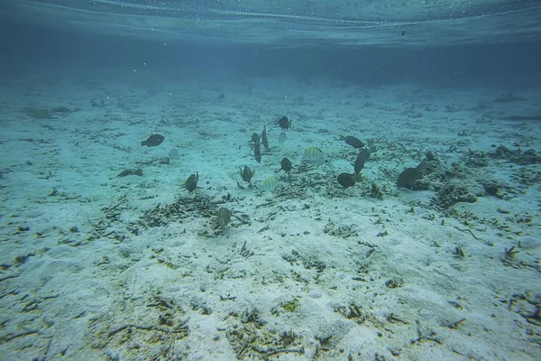 Vue Sous Marine Des Récifs Coralliens Morts Beaux Poissons Plongée — Photo