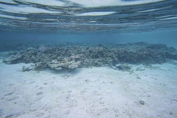 Schitterend Uitzicht Onderwaterwereld Snorkeling Maldives Indische Oceaan Dode Rif Koralen — Stockfoto