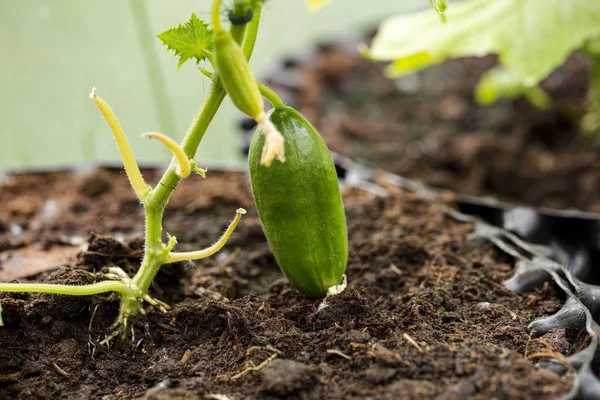 Nahaufnahme Der Ersten Gurken Konzept Für Gesunde Ernährung Schöne Grüne — Stockfoto