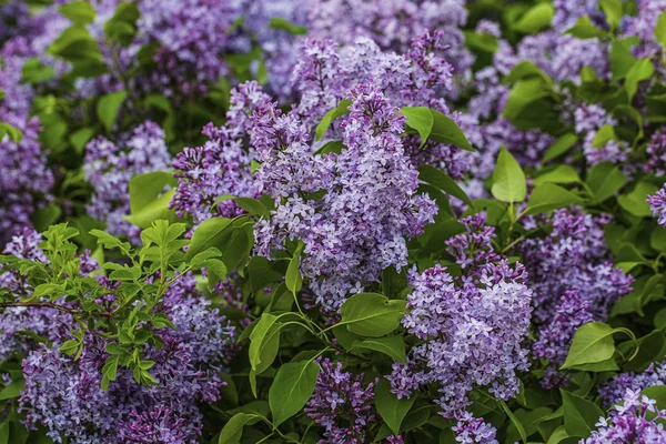 Taze yeşil yaprakları ile mor leylak çalılar Muhteşem görünümü. Güzel doğa arka planlar.
