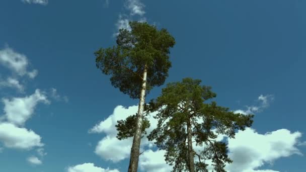 Lindo Pinheiros Árvore Para Cima Vista Para Baixo Céu Azul — Vídeo de Stock