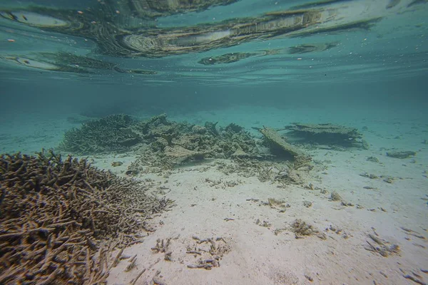 Vue Magnifique Sur Monde Sous Marin Snorkeling Maldives Océan Indien — Photo