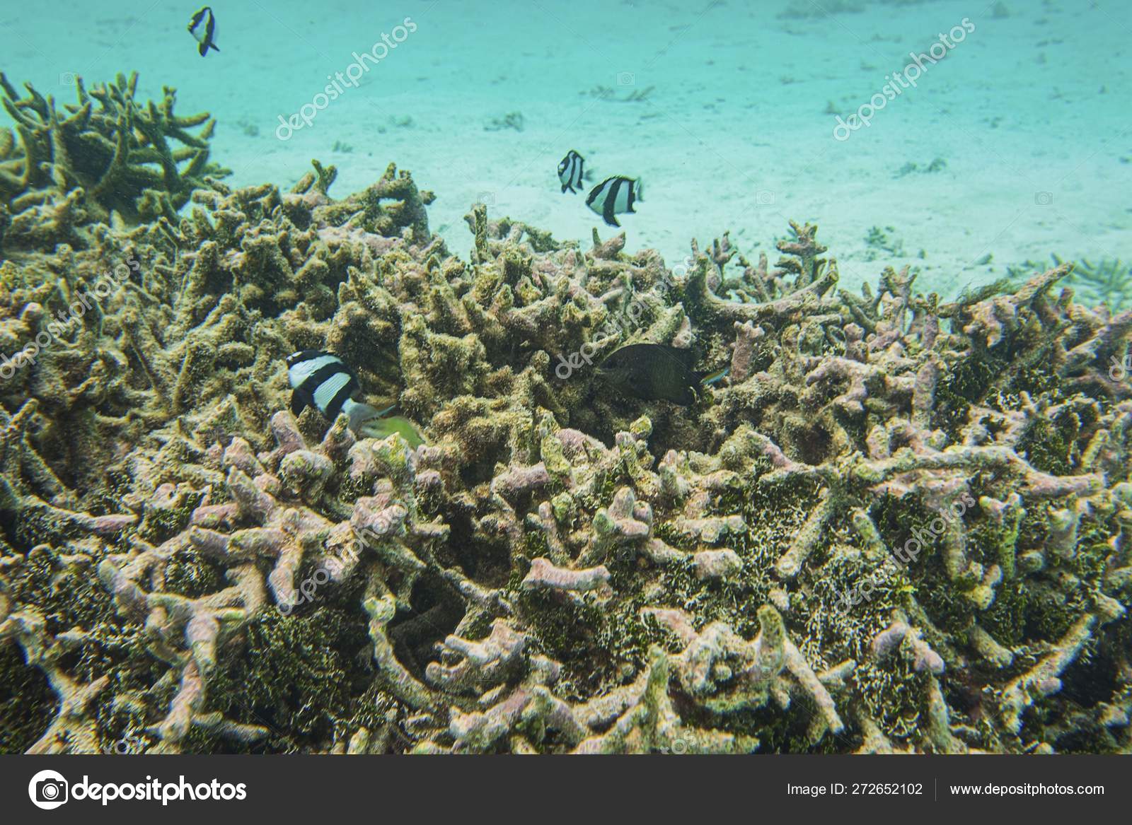 Underwater View Dead Coral Reefs Beautiful Fishes Snorkeling Maldives  Indian ⬇ Stock Photo, Image by © mulevich #272652102