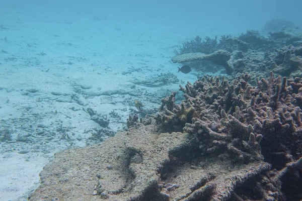 Schnorcheln Herrlicher Blick Auf Die Unterwasserwelt Tote Korallenriffe Seegras Weißer — Stockfoto