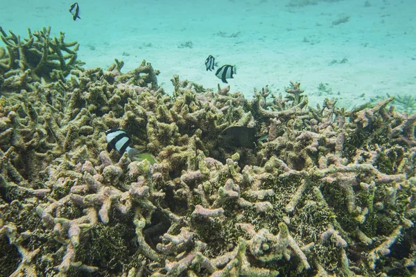 Sualtı görünümü ölü mercan resifleri ve güzel balıklar. Snorkeling. Maldivler, Hint Okyanusu.