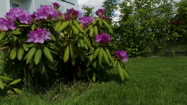 Bliska Widok Kwiatów Rododendron Kwitnących Zielonym Tle Trawy Piękne Tła — Wideo stockowe