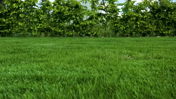 Schöne Aussicht Auf Den Vorgarten Des Privaten Gartens Grüner Rasenrasen — Stockvideo