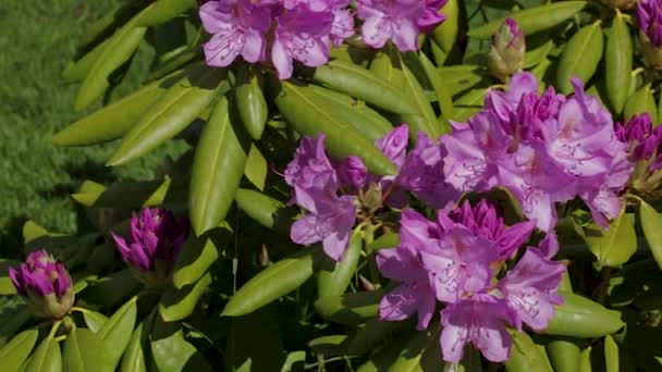 Close Van Rhododendron Bloem Bloeit Groene Gras Achtergrond Mooie Achtergronden — Stockvideo