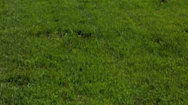 Özel bahçenin güzel manzarası. Yeşil çimenler. Güzel arka planlar.