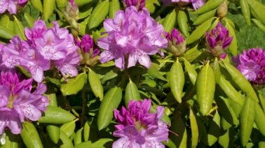 Yeşil çim arka plan üzerinde açan rhododendron çiçeğinin yakın görünümü. Güzel arka planlar.