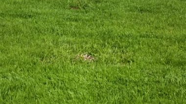 Özel bahçenin güzel manzarası. Yeşil çimenler. Güzel arka planlar.