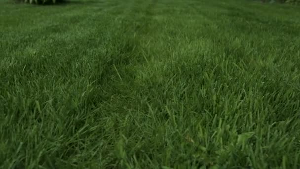 Hermosa Vista Del Patio Delantero Del Jardín Privado Césped Verde — Vídeo de stock