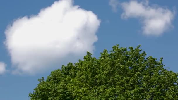 Úžasný Pohled Letní Krajinu Přírody Modrém Nebeském Pozadí Nádherná Barevná — Stock video