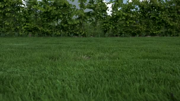 Hermosa Vista Del Patio Delantero Del Jardín Privado Césped Verde — Vídeo de stock