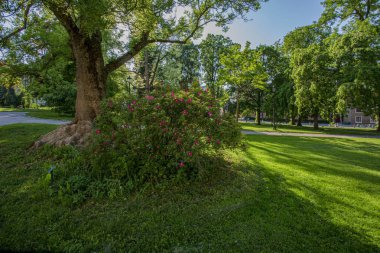Yeşil peyzaj güzel görünümü. Büyük eski ağaçlar, yeşil çim ve pembe çiçek çalılar. Güzel yaz geçmişleri.